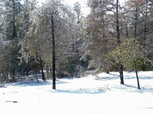 Raining Trees