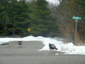 Turkeys in the Road